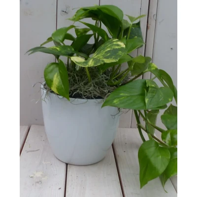 Afbeelding van Epipremnum geelgroen witte pot 25 cm Warentuin Natuurlijk