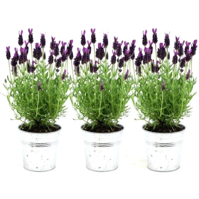 Afbeelding van Plants by Frank Set van 3 Franse lavendelplanten in sierpot &#039;Old Look&#039; x Lavandula stoechas Anouk® 13 cm pot Lavendelplant Vers de kwekerij Geleverd