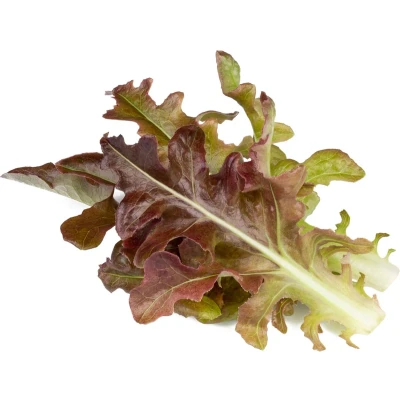 Afbeelding van Click &amp; Grow Oakleaf Lettuce / 3 pack