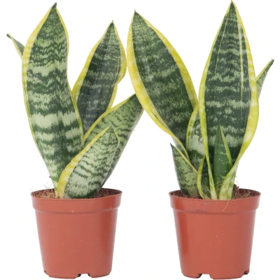 Afbeelding van Sansevieria Laurentii Set van 2 Vrouwentong Pot 12cm Hoogte 30 40cm P12 x2