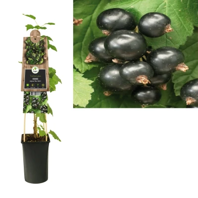 Afbeelding van Klimplant Ribes nigrum Ben Nevis (zwarte bes)