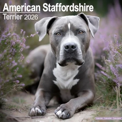 Afbeelding van American Staffordshire Terrier Kalender 2026