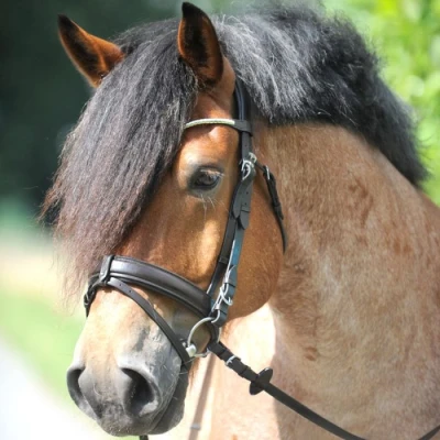 Image de Kavalkade Draft Horse Bridle Clinchesse