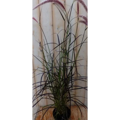 Afbeelding van Rood gras 50 cm Warentuin natuurlijk
