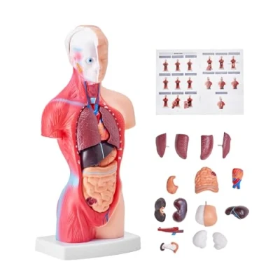 Afbeelding van VEVOR Menselijk Lichaam Model 15 Stuks 28 Cm Menselijke Torso Anatomie Anatomisch Skelet Met Verwijderbare Organen Onderwijs Educatief