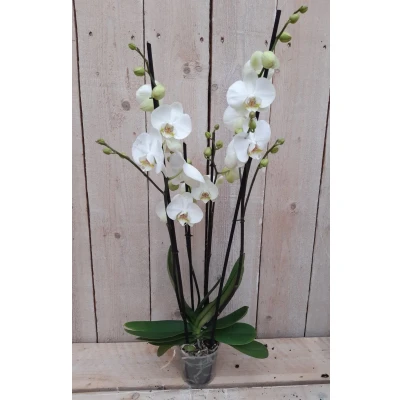 Afbeelding van Kamerplant Vlinderorchidee phalaenopsis wit 4 takken Warentuin Natuurlijk