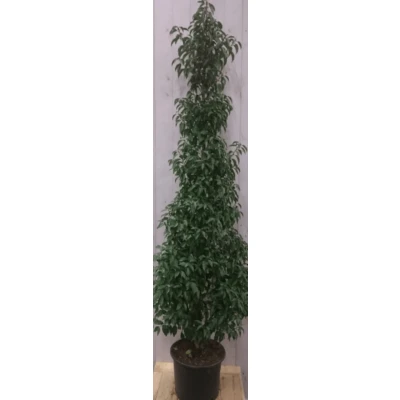 Afbeelding van Prunus Angustifolia 180 cm Warentuin natuurlijk