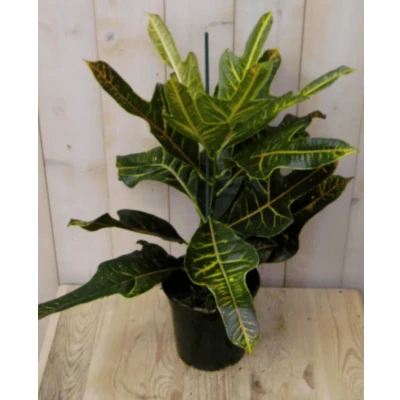 Afbeelding van Kamerplant Croton 60 cm Warentuin Natuurlijk