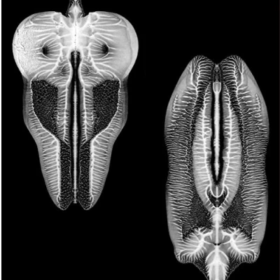 Afbeelding van Skull Defekts Dances In Dreams Of The..