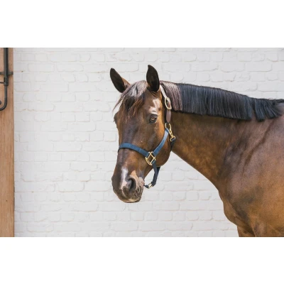 Afbeelding van Kentucky Horsewear Nylon halster Wellington marine cob