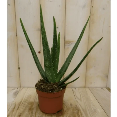 Afbeelding van 2 stuks! Kamerplant Aloe vera Warentuin Natuurlijk