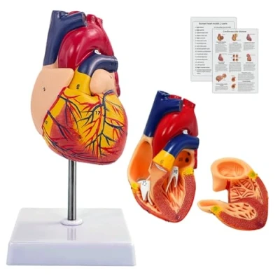 Afbeelding van Menselijk hartmodel voor anatomie, 2 stuks, ware grootte met 34 anatomische markers en displaybasis, school, medisch onderwijs, display, cadeau (hartmodel)