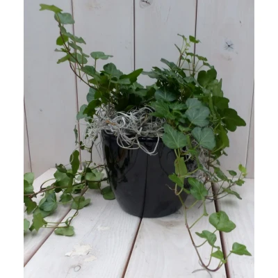 Afbeelding van Klimop Hedrea donkergroen zwarte/antraciete pot 25 cm Warentuin Natuurlijk