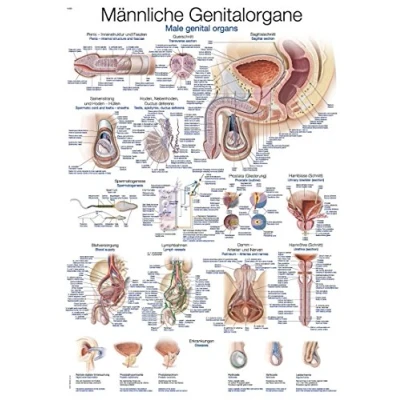 Afbeelding van Het menselijk lichaam anatomie poster mannelijke geslachtsorganen (Duits/Engels/Latijn, papier, 50x70 cm) + ophangsysteem