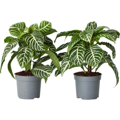 Afbeelding van Aphelandra Set van 2 Zebraplant Pot 13cm Hoogte 25 45cm P13 x2