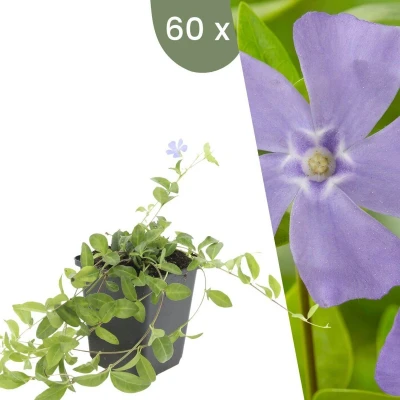 Afbeelding van Plants by Frank 60 Blauwe Maagdenpalm planten Vinca minor Winterharde bodembedekker tuinplanten vaste meerjarig