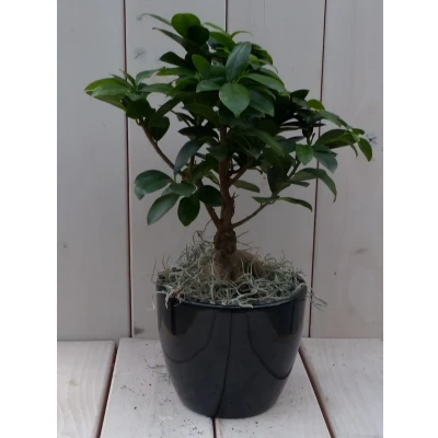 Afbeelding van Bonsai Ficus microcarpa zwarte/antraciete pot 30 cm Warentuin Natuurlijk