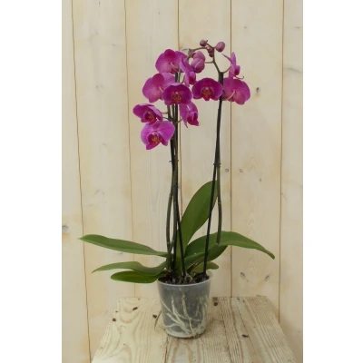Afbeelding van Vlinderorchidee Twee Takken roze 60 cm Warentuin Natuurlijk