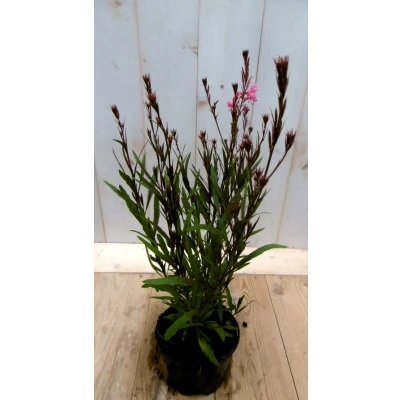 Afbeelding van Gaura Prachtkaars roze Warentuin natuurlijk