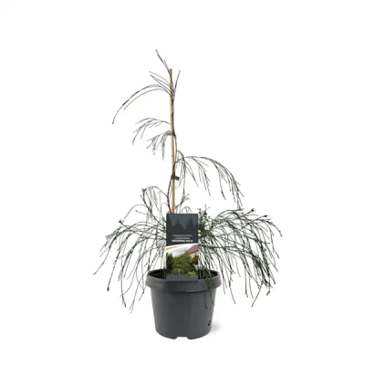 Afbeelding van Chamaecyparis law. Drooping Solo 40 50 cm Conifeer Warentuin Natuurlijk
