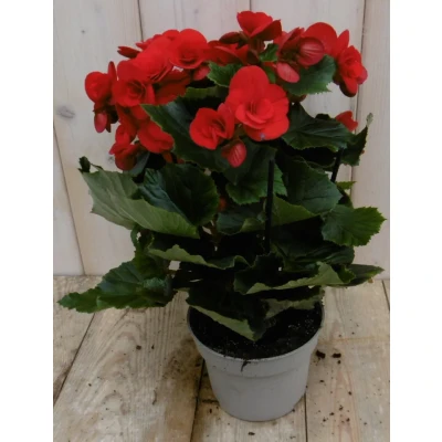 Afbeelding van Kamerplant Begonia dubbelbloemig rood Warentuin natuurlijk