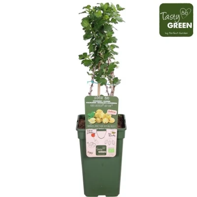 Afbeelding van Ribes Easycrisp® Lady Sun® kruisbes Bio fruitplant
