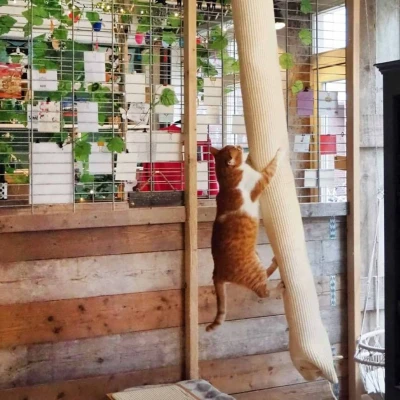 Afbeelding van Quapas! Sisal Klimzak voor Katten Beige 180x16cm