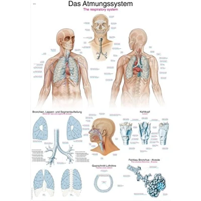 Afbeelding van Het menselijk lichaam anatomie poster ademhaling (Duits/Engels/Latijn, papier, 50x70 cm) + ophangsysteem