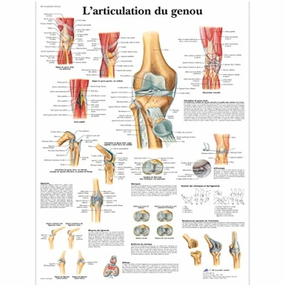 Afbeelding van 3B Scientific VR2174L anatomische plank, kniegewricht