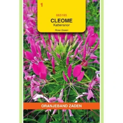 Afbeelding van Cleome kattensnor roze