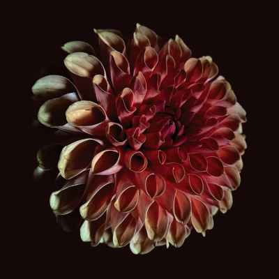 Afbeelding van Jessica Moss Unfolding (LP)