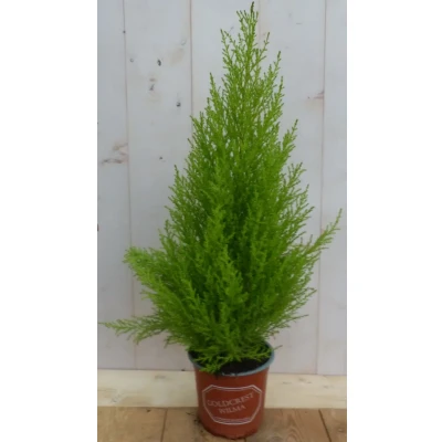 Afbeelding van Kamerplant Kamerconifeer Cupressaceae Warentuin Natuurlijk