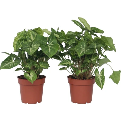 Afbeelding van Syngonium &#039;Pixie&#039; Set van 2 Pijlpuntplant Pot 12cm Hoogte 25 40cm P12 x2