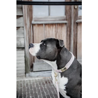 Afbeelding van Kentucky Dogwear Velvet Hondenhalsband Lichtroze Maat XS 25 38cm Hondenriem