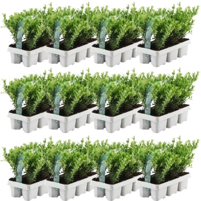 Afbeelding van Plants by Frank 72 hulst planten winterhard x Ø7 cm ↕15 Ilex crenata Jenny haagplanten