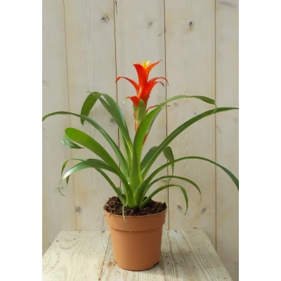 Afbeelding van Bromelia rood/geel 30 cm Warentuin Natuurlijk