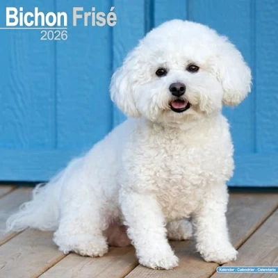 Afbeelding van Bichon Frise Kalender 2026