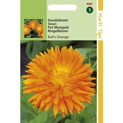 Afbeelding van 2 stuks Hortitops Calendula officinalis Dubbelbl. Ball s Oranje