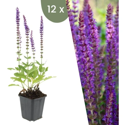 Afbeelding van Plants by Frank 12 Salie planten Salvia nemorosa &#039;Ostfriesland&#039; Winterharde bodembedekker tuinplanten vaste meerjarig