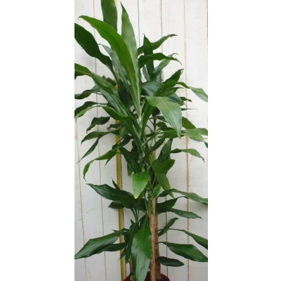 Afbeelding van Kamerplant Drakenbloedboom Dracaena Fragrans Donkergroen 120 cm Warentuin Natuurlijk