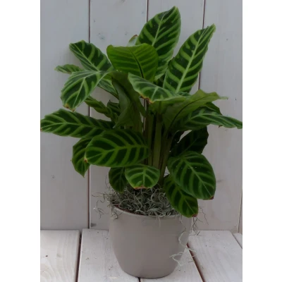 Afbeelding van Calathea groen blad taupe pot 40 cm Warentuin Natuurlijk