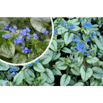 Afbeelding van Kaukasische vergeet mij niet Brunnera macrophylla