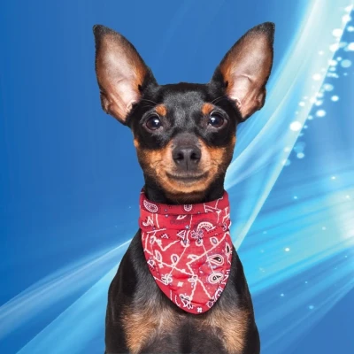 Afbeelding van Aqua Coolkeeper Koel Bandana Hond Red Western