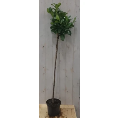Afbeelding van Prunus Rotundifolia op 70 cm stam Warentuin natuurlijk