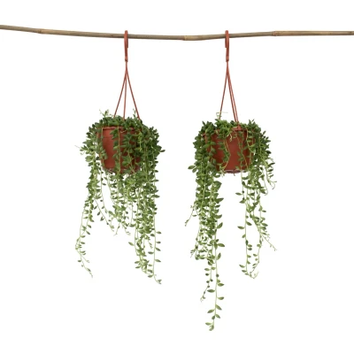 Afbeelding van Senecio Rowleyanus &#039;Erwtenplant&#039; Set van 2 Pot 12cm Hoogte 10 20cm P12 x2