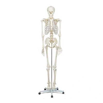 Afbeelding van Elementary Anatomy Model menselijk skelet Levensgroot 175 cm bevat twee posters met menselijke anatomie en standaard Buddy the Budget Skeleton Halloween