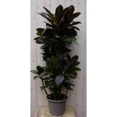 Afbeelding van Kamerplant Croton 120 cm Warentuin Natuurlijk