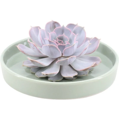 Afbeelding van Echte Succulent Lila in groene keramiek schaal Ø12 14 cm ↕5 1x Echeveria Lilacina vetplant