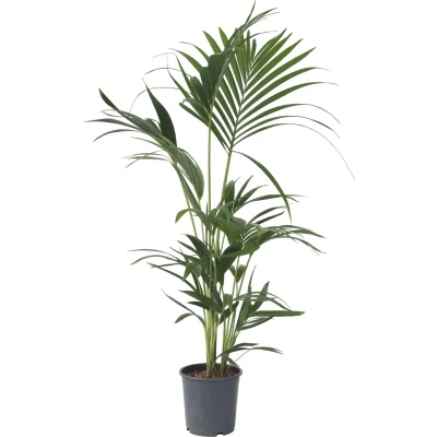 Afbeelding van Howea Forsteriana Kentia Palm Pot 18cm Hoogte 90 100cm