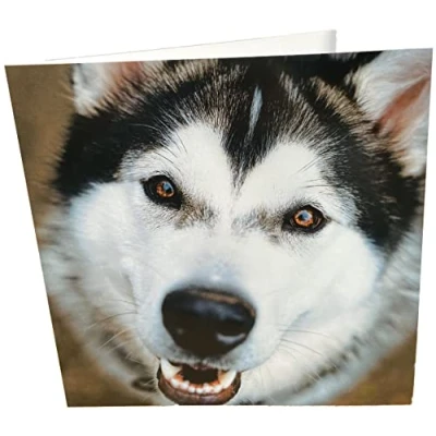 Afbeelding van Maturi 441088 wenskaart Husky, kleurrijk, meerkleurig